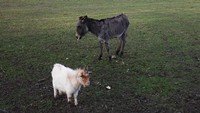 img13