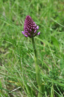 img25